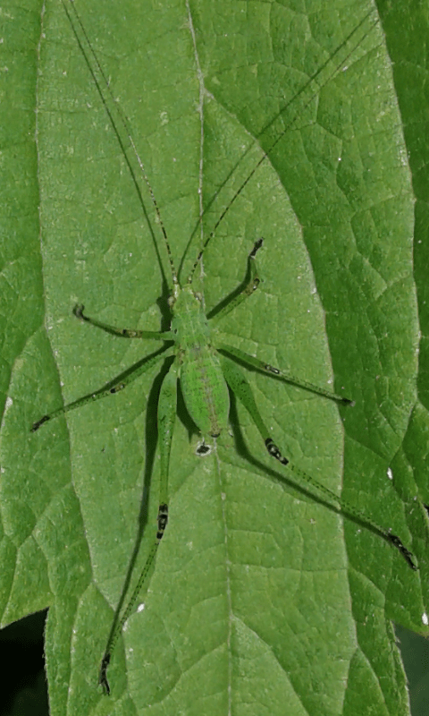 Phaneropteridae?